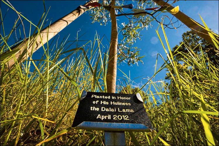 Koa tree dedicated to the Dalai Lama at Ahu Lani Sanctuary