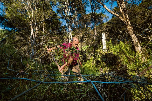 Dave DeEsch clearing vegetation at Ahu Lani Sanctuary