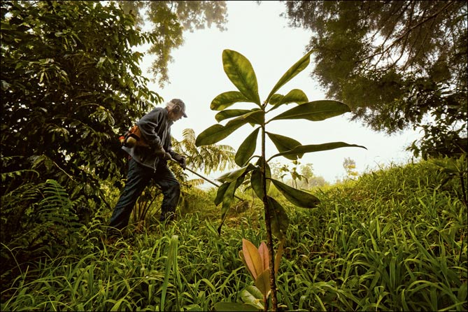 Francis Higgins weed whacking their forest restoration area